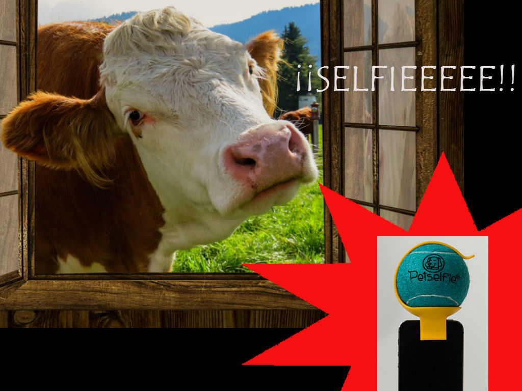 petselfie_final.jpg petselfie_final.jpg