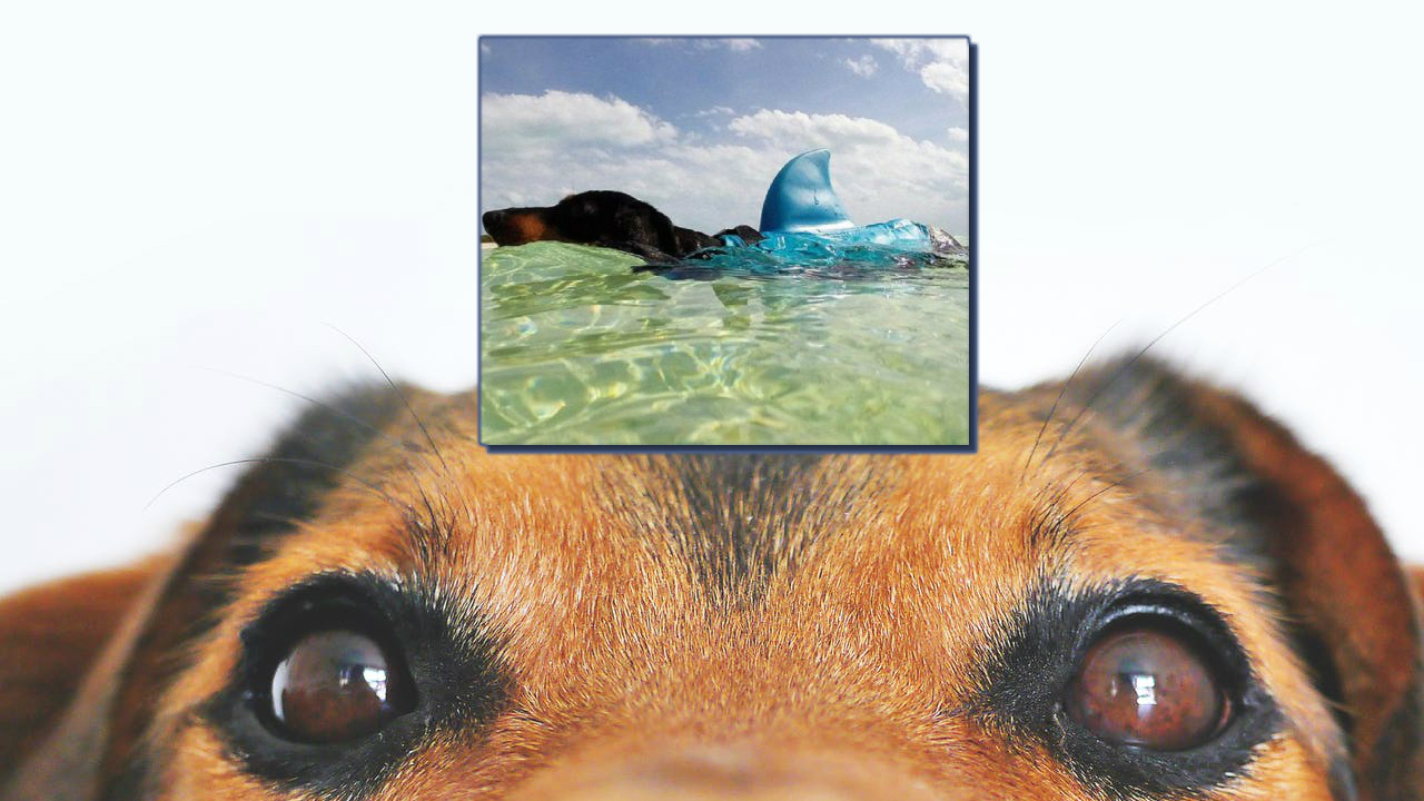 pet-shark-fin-440x367.jpg pet-shark-fin-440x367.jpg